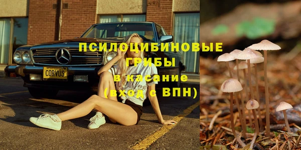 стаф Аркадак